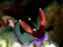 Nembrotha chamberlaini by Ponnie J 